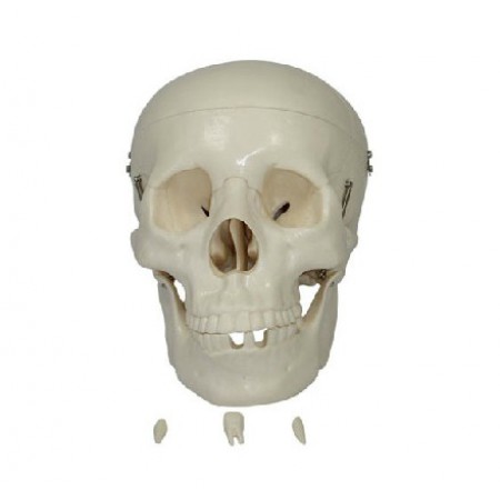 XC-104 Modèle anatomique de crâne(trois parties)