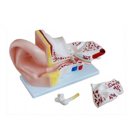 Modèle anatomique d’oreille 5 fois grandeur 4 pièces XC-303A
