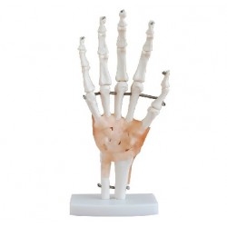 XC-114A Modèle de Squelette de la main avec ligaments