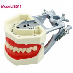 Kilgore Nissin 200 Style Modèle de simulation de pratique dentaire Typodont 28 d...