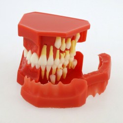 Démonstration alternative dentaires de dents permanentes Modèle 4006# pour l’édu...