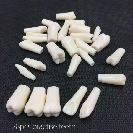 Modèle dentaire de grain de dent de simulation de résine pour l'enseignement de préparation d'examen de dentiste