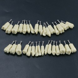 Modèle Standard de restauration dentaire typodont 32pcs dents amovibles Frasaco ...