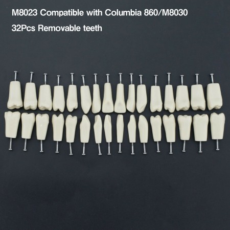 Typodont M8023 modèle dentaire 32 pièces dents de remplacement compatible columbia 860