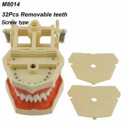 Typodont de mâchoire restaurateur modèle dentaire M8014 32 dents compatible Fras...