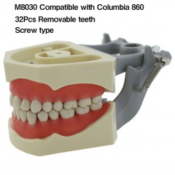 Typodont de mâchoire restaurateur modèle dentaire M8030 32 pièces dents compatib...
