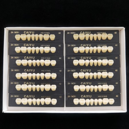 Prothèse dentaire en résine polymère synthétique acrylique Caiyu Heiying (Upper/Lower Back Teeth)