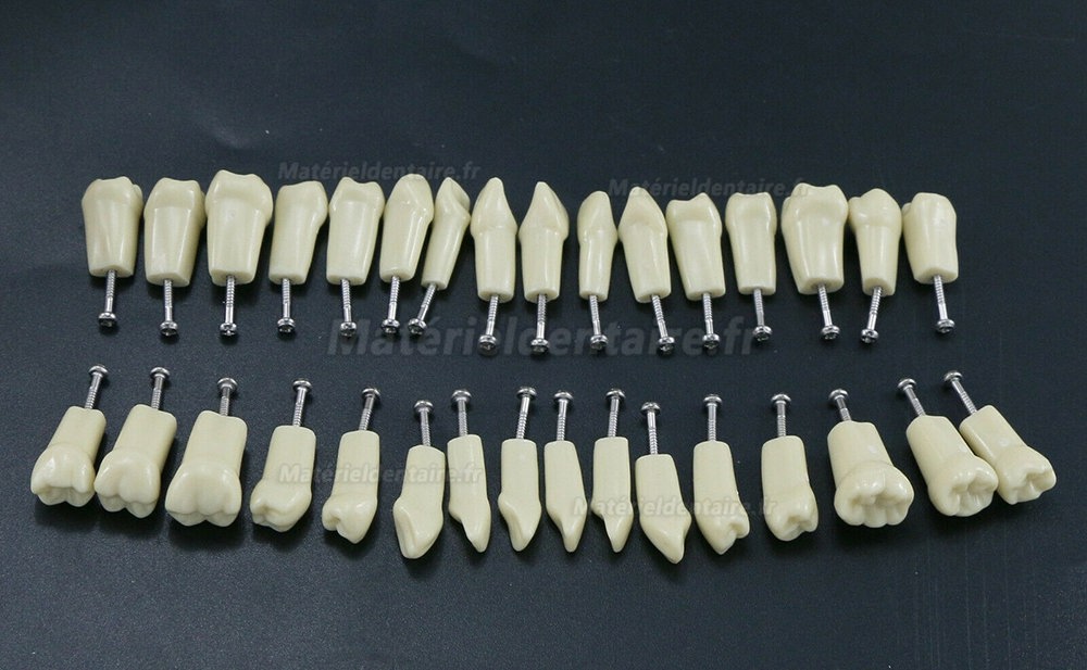 Modèle Standard de restauration dentaire typodont 32pcs dents amovibles Frasaco AG3 compatible