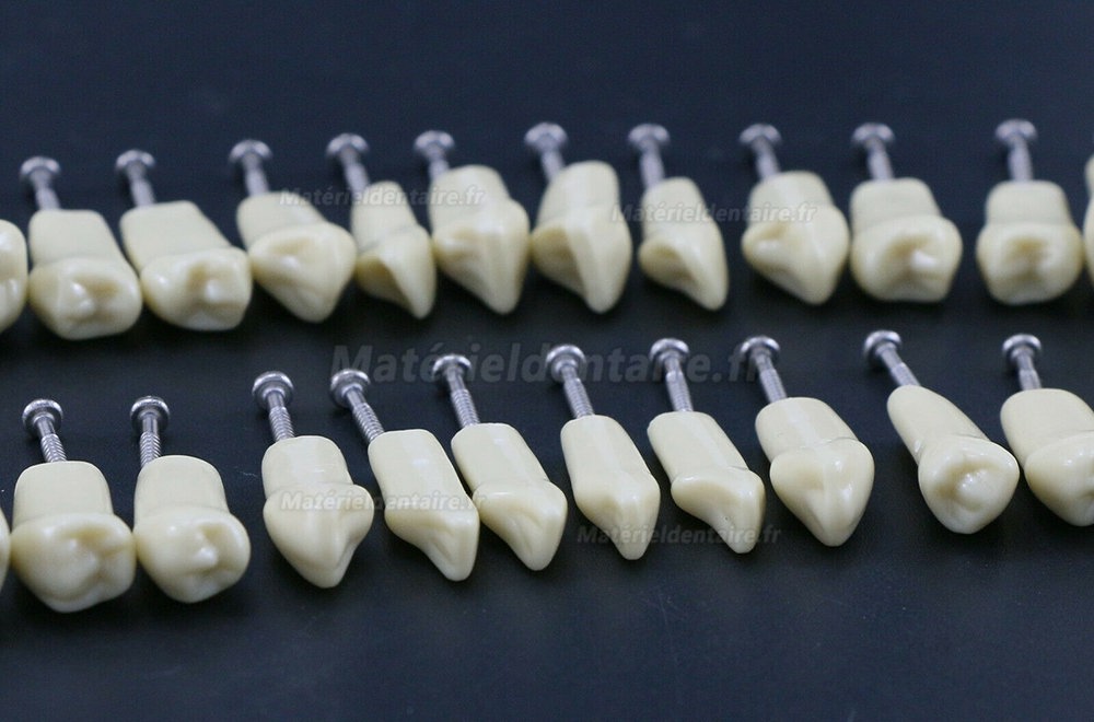 Modèle Standard de restauration dentaire typodont 32pcs dents amovibles Frasaco AG3 compatible