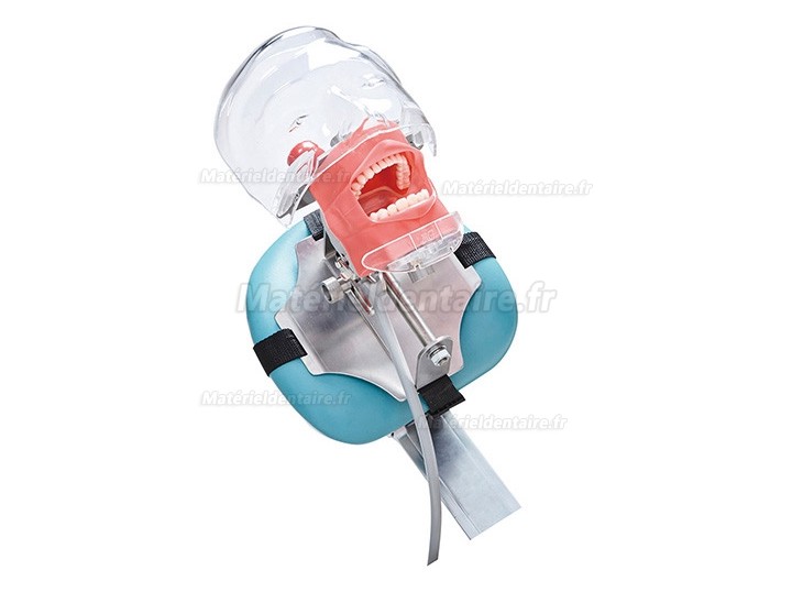 Jingle C6-3 modèle de pratique de chirurgie dentaire simulation dentaire compatible Nissin Kilgore