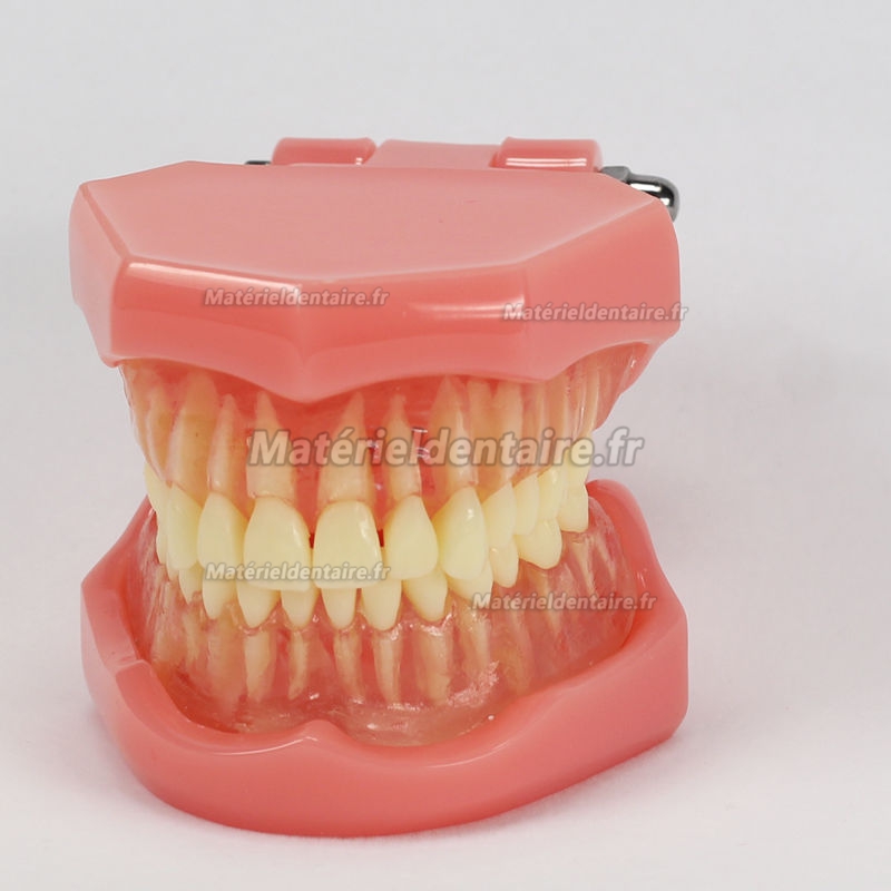 Modèle dentaire d'études standard Dent Amovible
