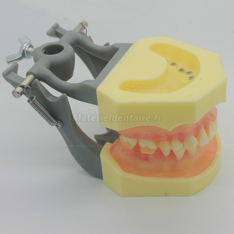 Modèle standard dentaire avec formation en hygiène de gencive douce # 1004 01