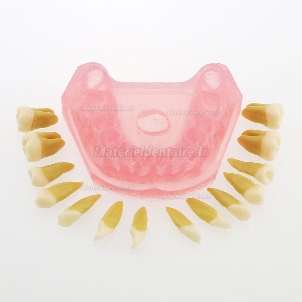 1 Pc modèle dentaire de dents avec 28 pcs amovibles modèle standard 4004 pour éducation