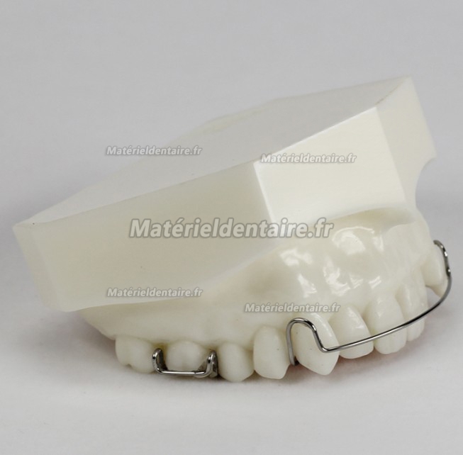 Modèle Orthodontie Maintenance de traitement M3007
