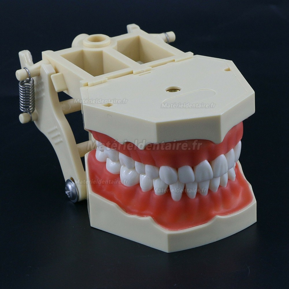 Typodont de mâchoire restaurateur modèle dentaire M8014 32 dents compatible Frasaco AG3