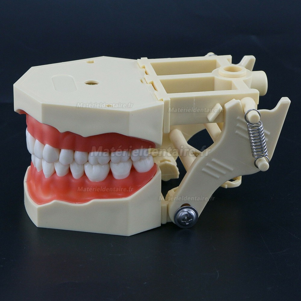 Typodont de mâchoire restaurateur modèle dentaire M8014 32 dents compatible Frasaco AG3