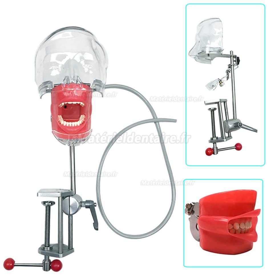 Tête de mannequin dentaire /Simulateur patient pour soins dentaires bench mounted
