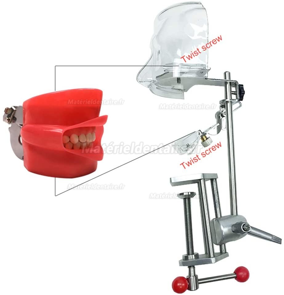 Tête de mannequin dentaire /Simulateur patient pour soins dentaires bench mounted