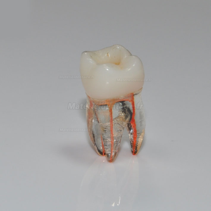 Modèle anatomique dentaire détachable, dent unique