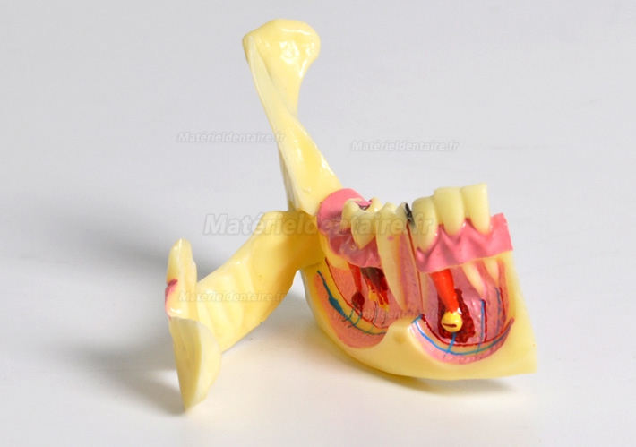 Modèle anatomique dentaire de décomposition du tissu osseux frontal inférieur