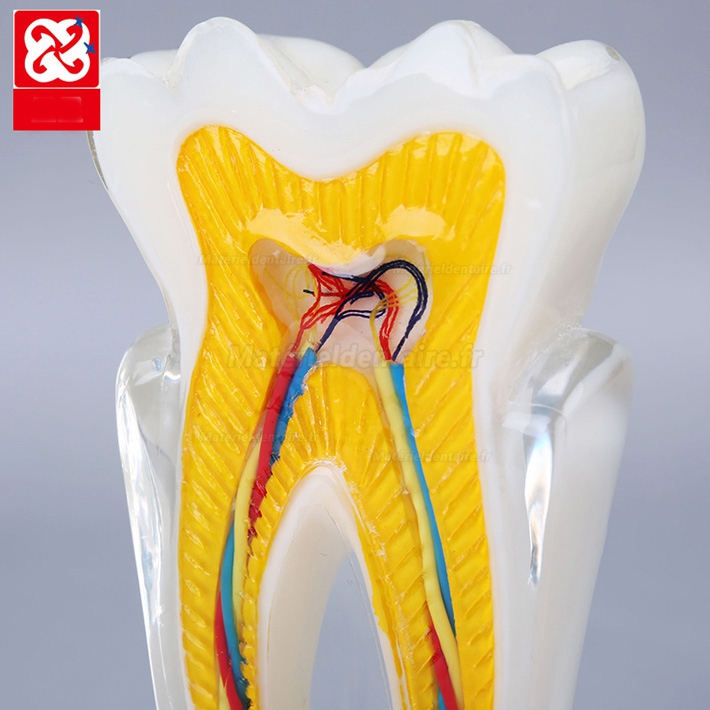Modèle anatomique dentaire d'enseignement de l'anatomie des dents