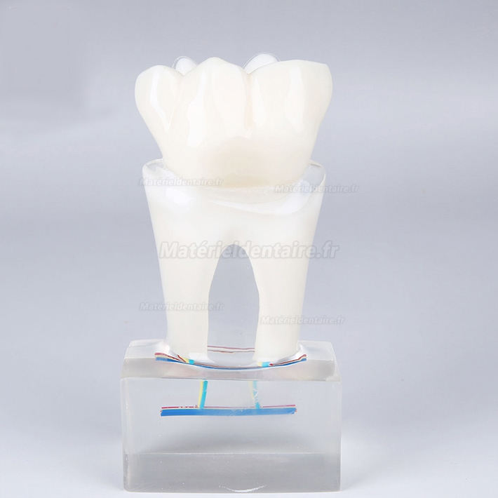Modèle anatomique dentaire d'enseignement de l'anatomie des dents