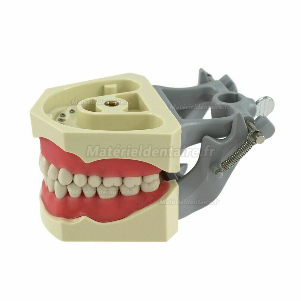 Modèle dentaire typodont avec montage sur poteau pratique